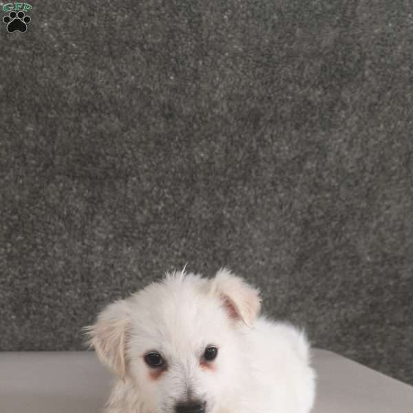 Toby, American Eskimo Puppy